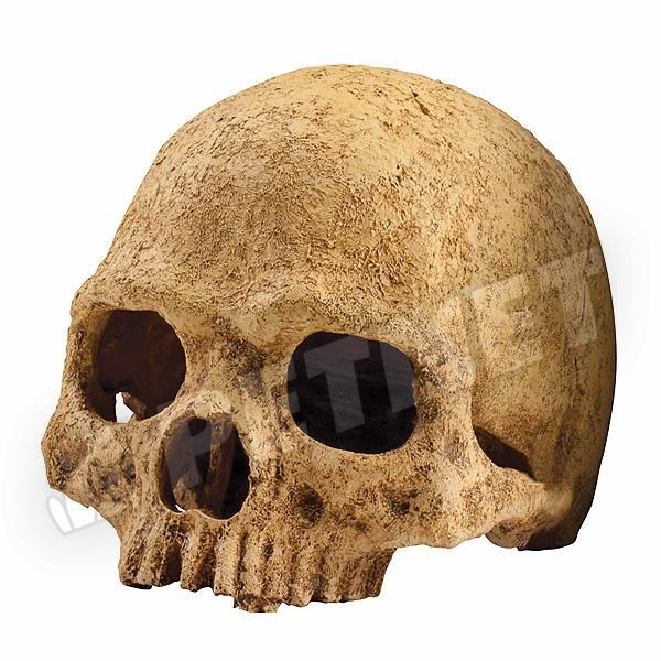ExoTerra Primate Skull főemlőskoponya 15cm