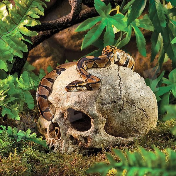 ExoTerra Primate Skull főemlőskoponya 15cm