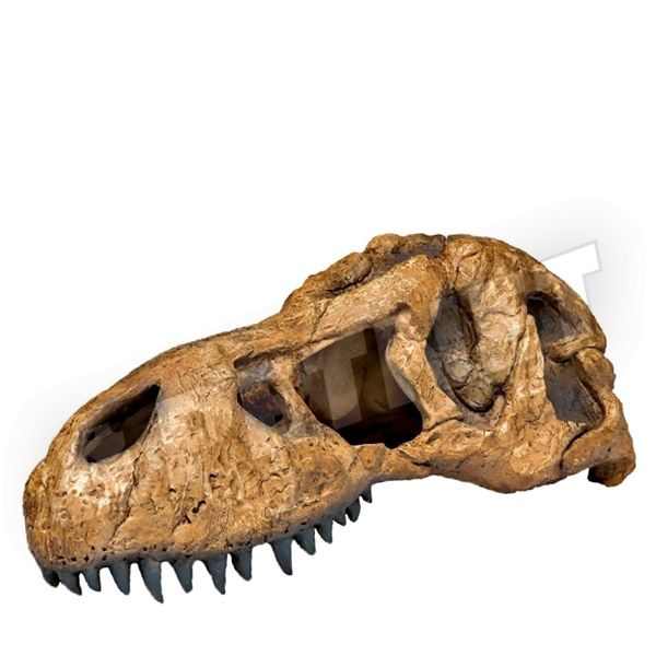 ExoTerra T-Rex Skull zsarnokgyík koponya 25cm