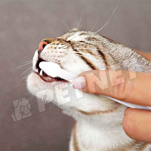 Trixie Fogápoló készlet macskáknak fogkefével