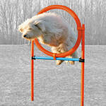 Trixie Agility Ring ugróakadály 1db