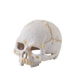ExoTerra Primate Skull főemlőskoponya small 9cm