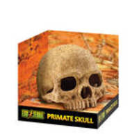 ExoTerra Primate Skull főemlőskoponya 15cm
