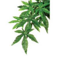 ExoTerra Jungle Plants Abutilon L 60cm